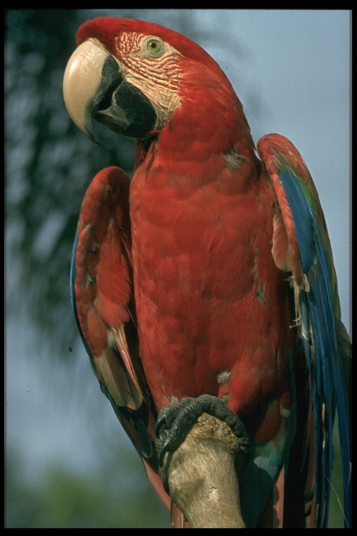 Rain Forest - Animals of the Amazon