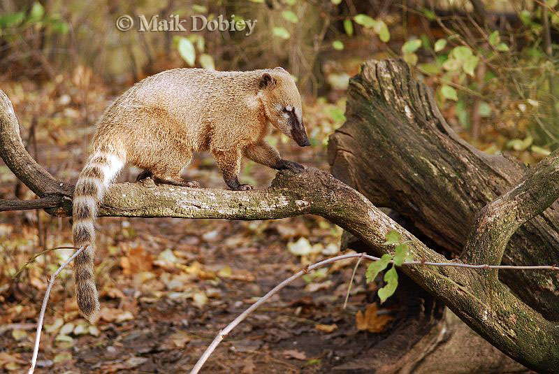 Rain Forest - Animals of the Amazon