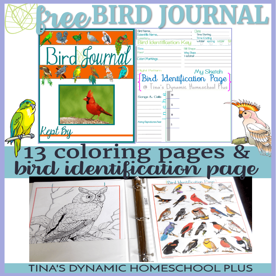 different bird journaling, coloring, and identifying pages