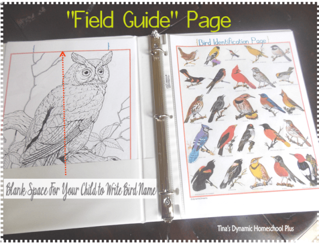 bird-notebook-field-page-.png