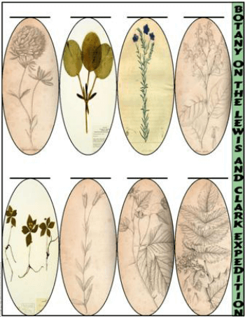 Botany on the Lewis and Clark Expedition