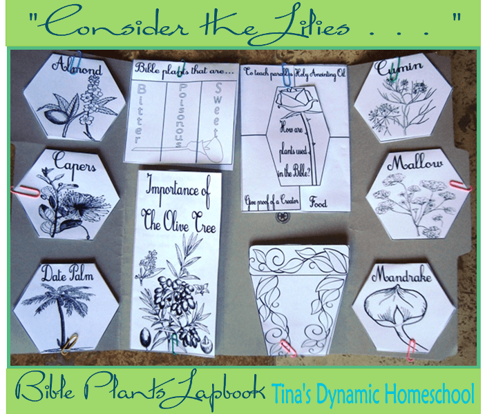 Consider the Lilies Bible Plant Lapbook