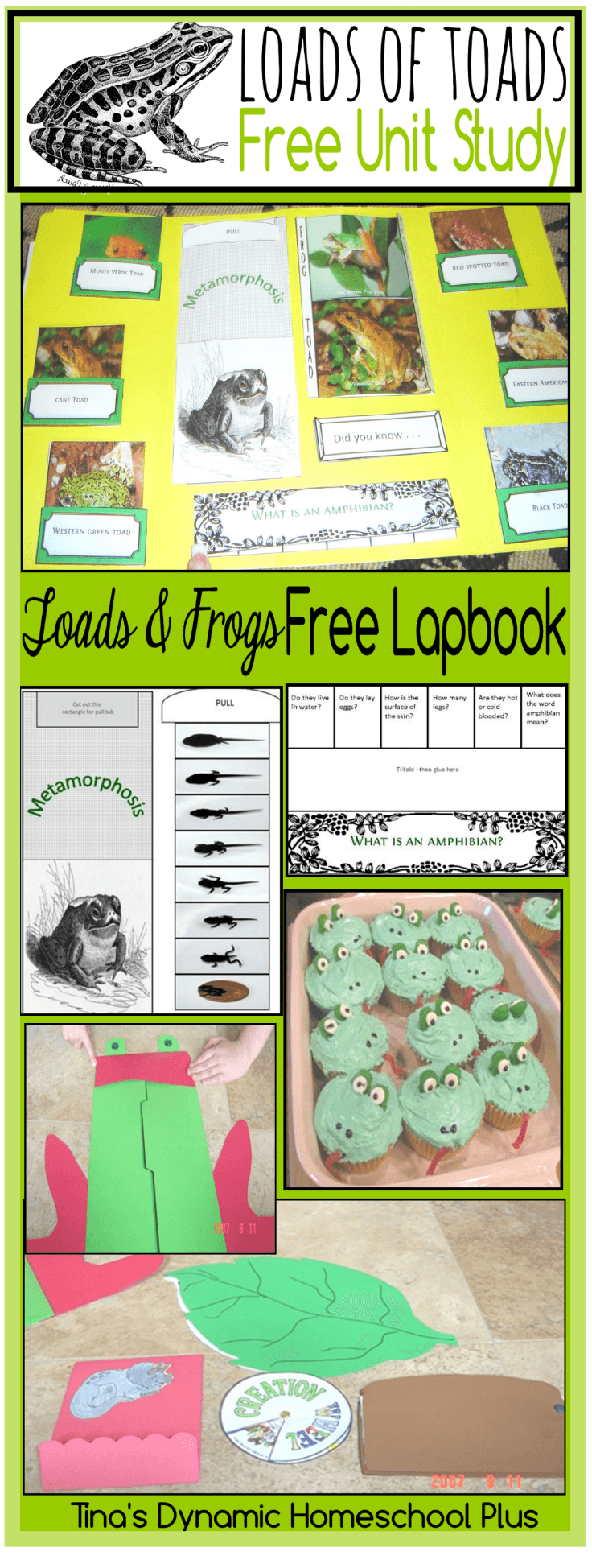 Free Frogs and Toads Unit Study and Lapbook @ Tina's Dynamic Homeschool Plus
