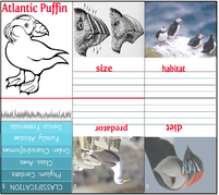 Mini book atlantic puffin 12