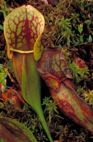 Pitcher Plant @ Tina's Dynamic Homeschool Plus