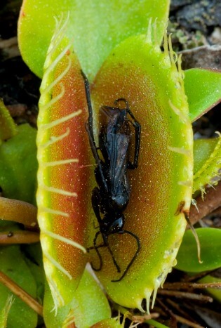 Venus Flytrap @ Tina's Dynamic Homeschool Plus