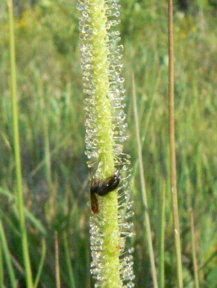 sundew @ Tina's Dynamic Homeschool Plus