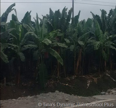 Banana Trees