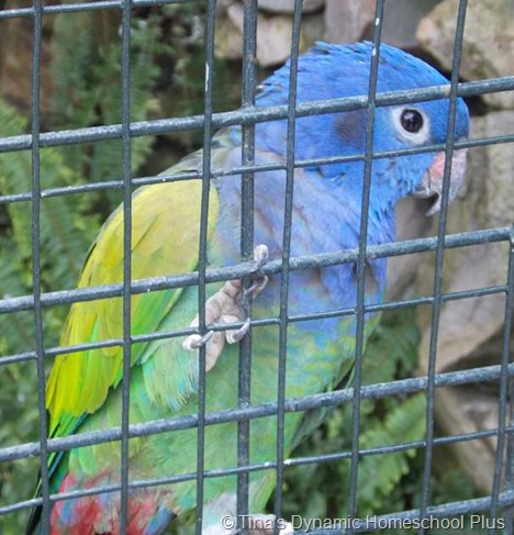  parrot