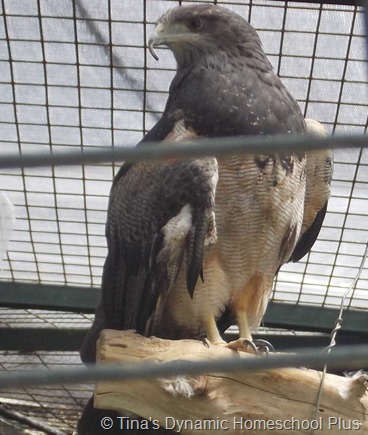 Black chested Buzzard Eagle