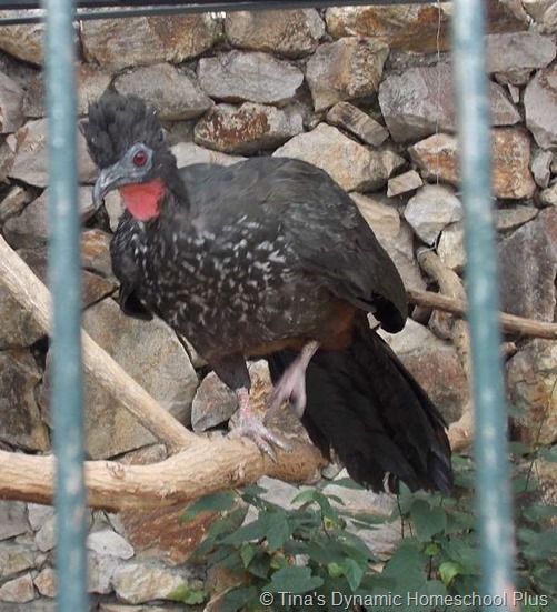  Bearded Guan