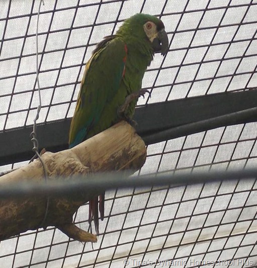  Macaw