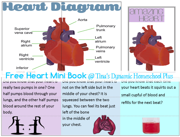 Heart Mini Book @ Tina's Dynamic Homeschool Plus
