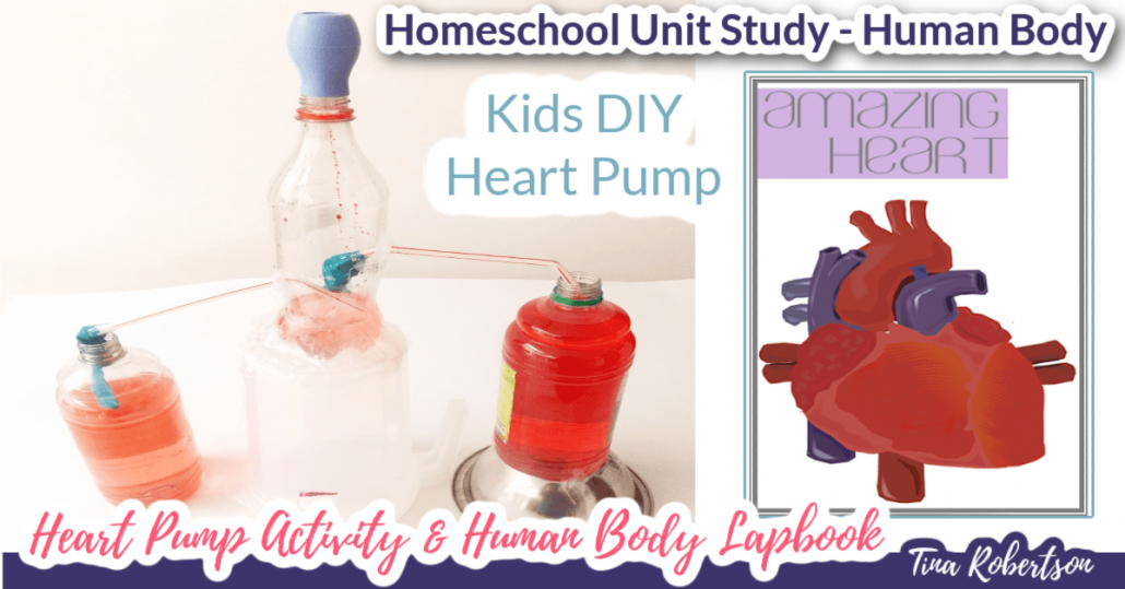 Homeschool Unit Study Human Body. Hands-On Activity DIY Heart Pump and Human Body Lapbook 