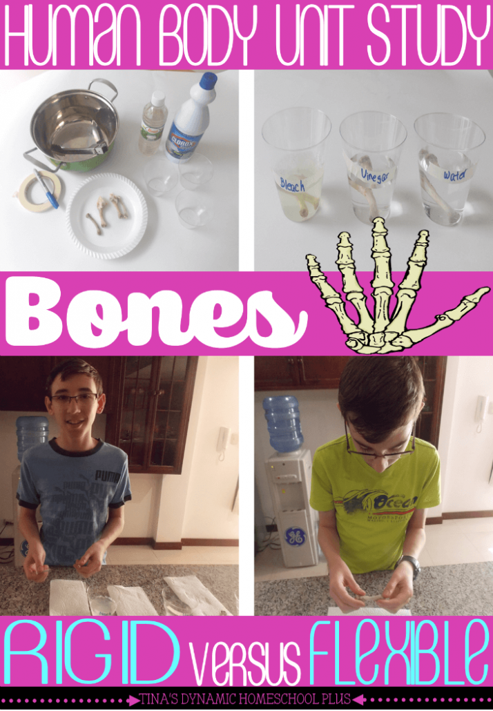 Human Body Unit Study. Rigid versus Flexible Bones Hands-on Activity @ Tina's Dynamic Homeschool Plus