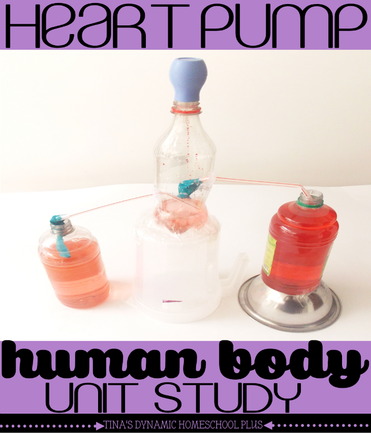 Human body unit study DIY Heart Pump @ Tina's Dynamic Homeschool Plus