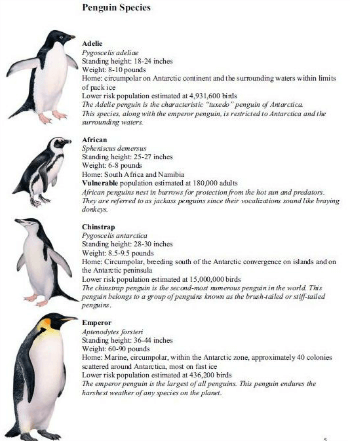 penguin 1