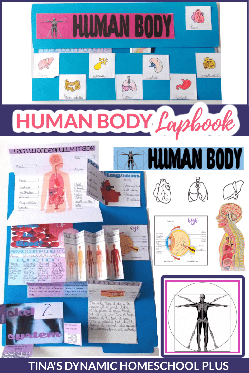 Dynamic and Fun Human Body Lapbook for Multiple Ages