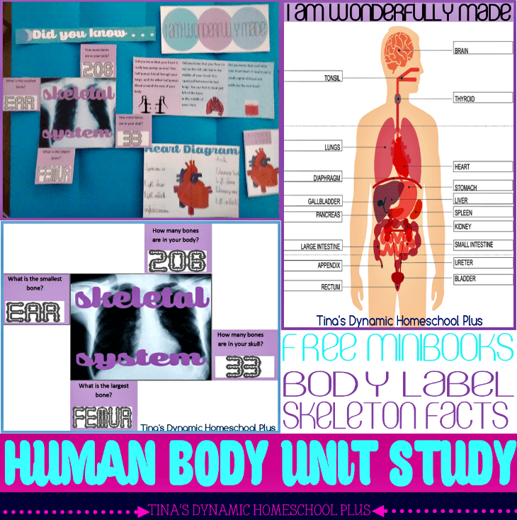 Body Part Labeling and Human Skeleton Quiz Free Minibooks - Free Human Body Unit Study @ Tina's Dynamic Homeschool Plus