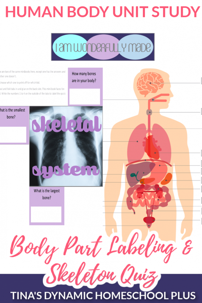 Body Part Labeling and Skeleton Quiz Human Body Unit Study