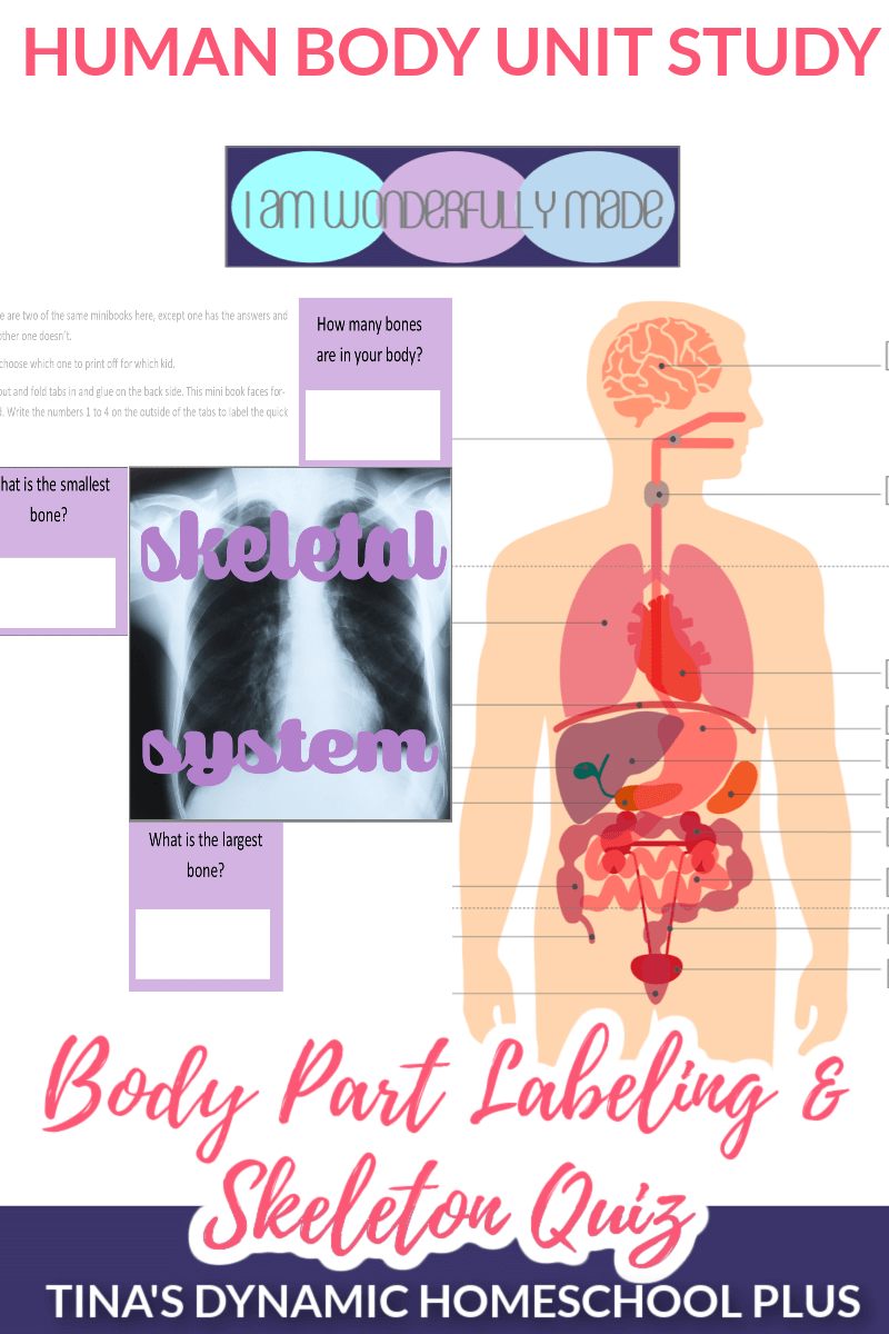 how to find my body shape quiz