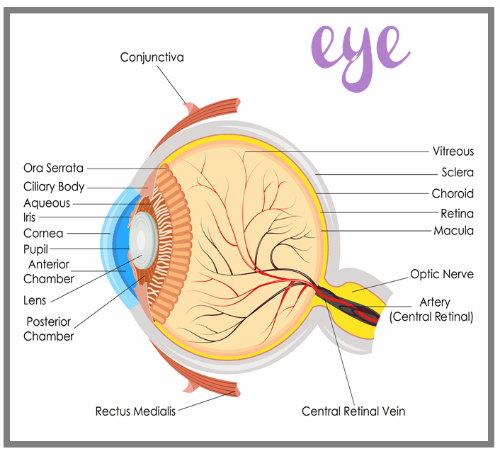 Eye book @ Tina's Dynamic Homeschool Plus