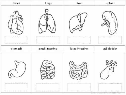 Body Parts clip art @ Tina's Dynamic Homeschool Plus