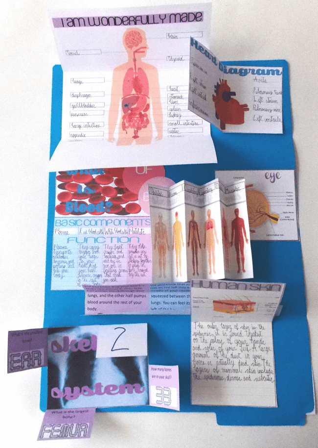 Human Body Lapbook @ Tina's Dynamic Homeschool Plus