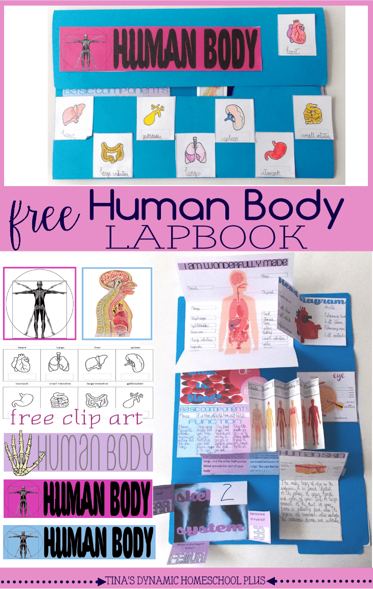 Free Human Body Lapbook and Unit Study @ Tina's Dynamic Homeschool Plus