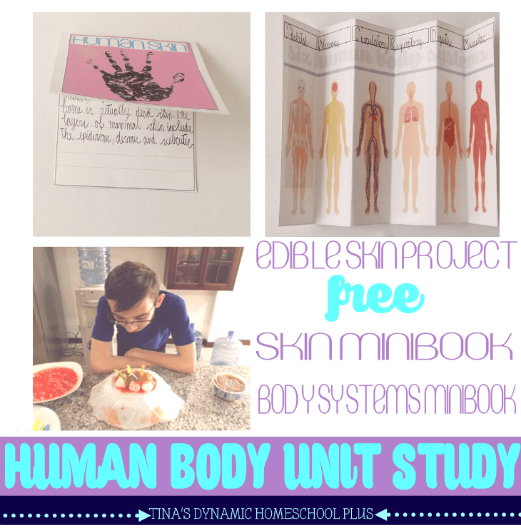 Homeschool Unit Study Human Body. Hands-on Activity 5. Edible Skin + Skin and Major Body Systems Minibook @ Tina's Dynamic Homeschool Plus