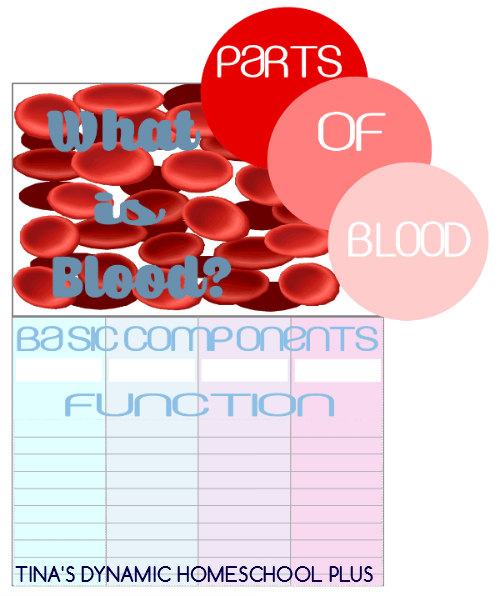 What Are the Components of Blood