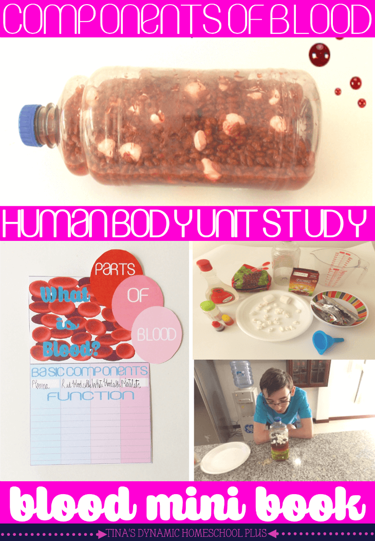 What is blood hands on activity and  blood components minibook for a human body homeschool unit study @ Tina's Dynamic Homeschool Plus