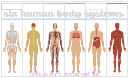 body systems