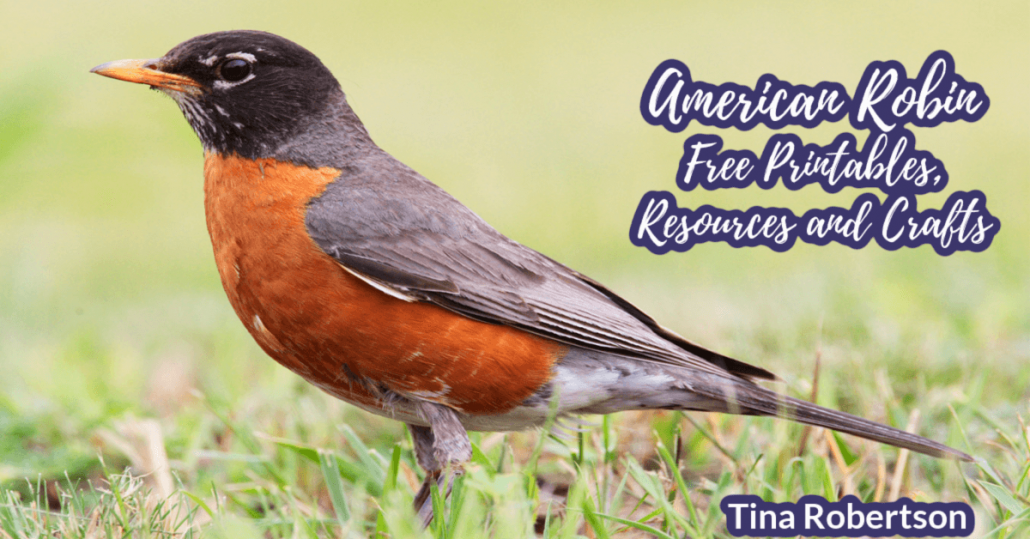 American Robin Free Printables, Resources and Crafts