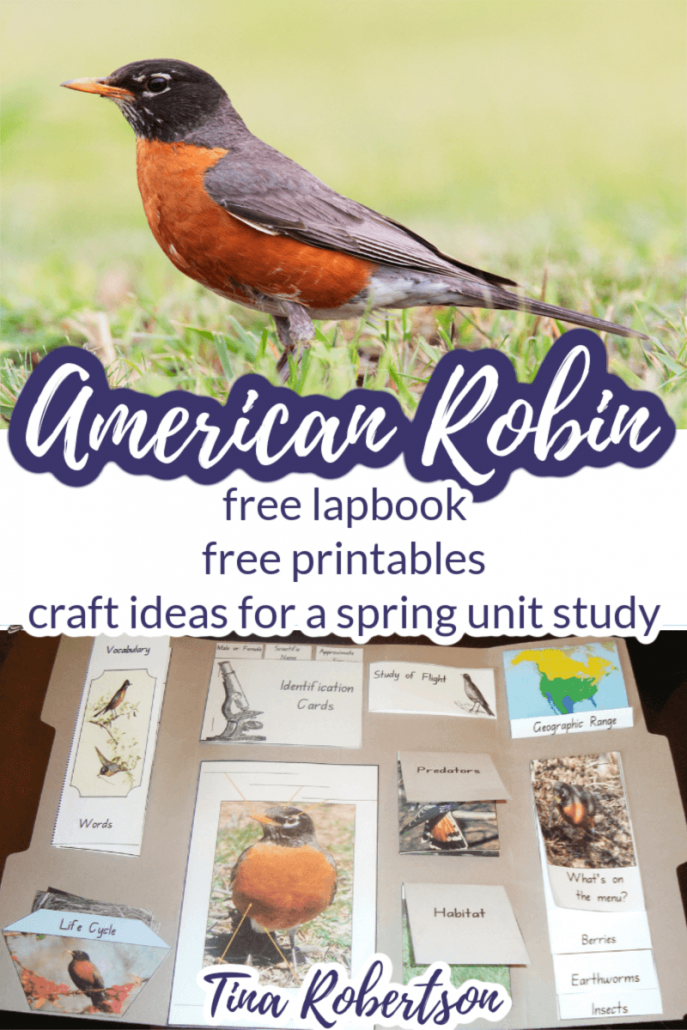 American Robin Free Printables, Resources and Crafts