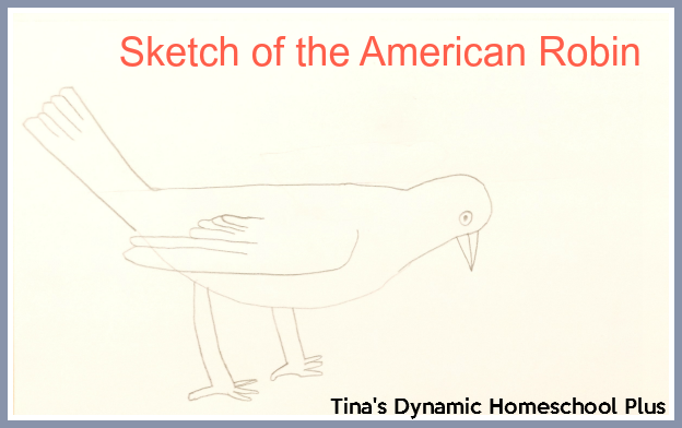 Sketch of the American Robin @ Tina's Dynamic Homeschool Plus