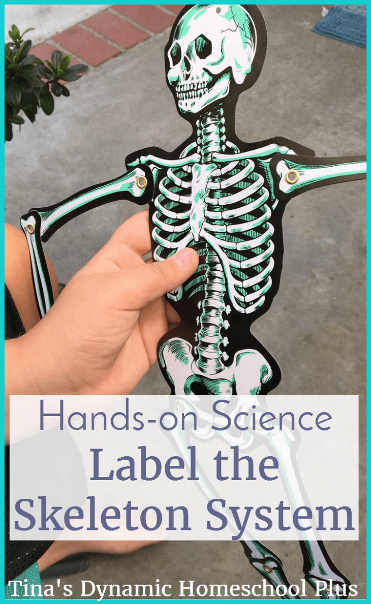 If you have a hands-on learner, he'll love learning about the skeleton system with this fun hands-on science activity. Scoot by and see how to do it @ Tina's Dynamic Homeschool Plus