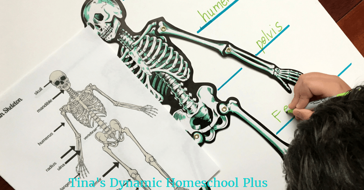 Hands-On Science: Label the Skeleton System Activity
