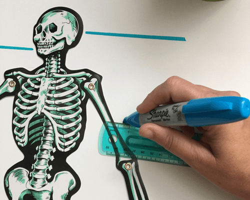 Hands-On Skeleton Activity