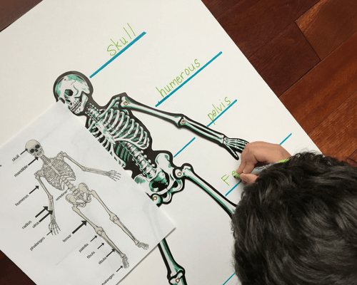 Labeling a Skeleton