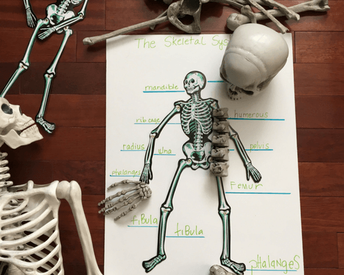 Comparing Skeleton Bones