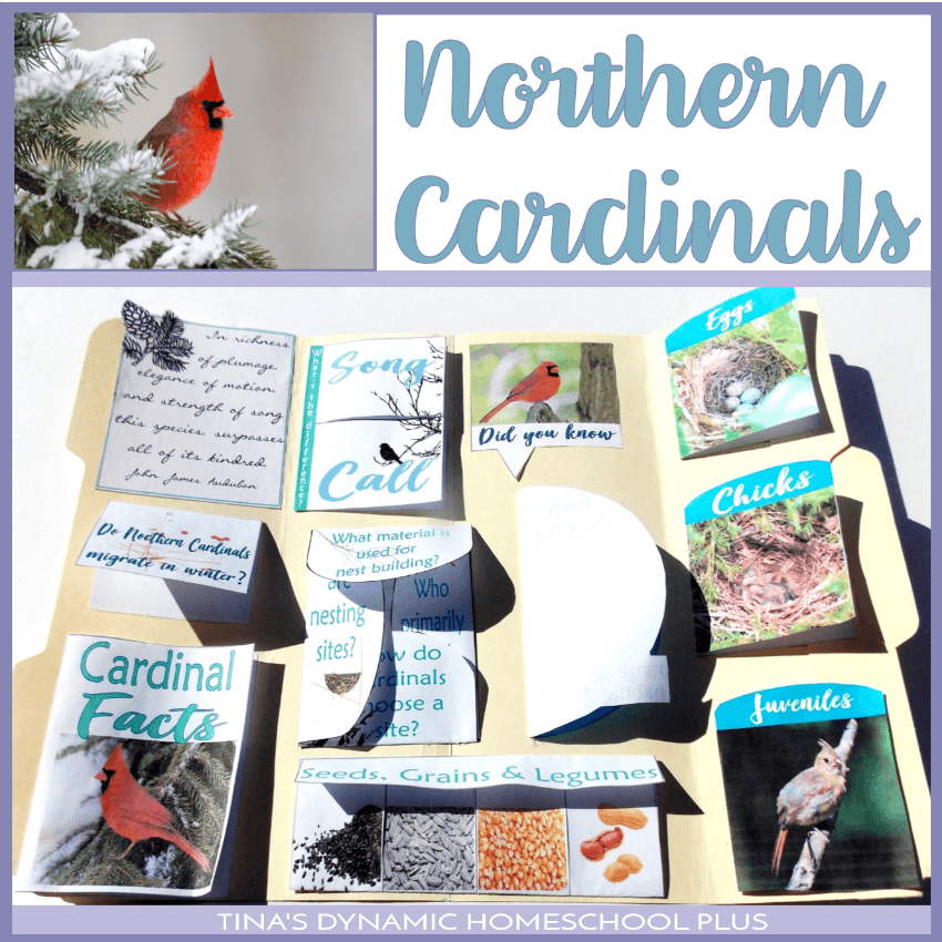 The Northern Cardinal bird is such a beautiful and bright bird during winter and because it doesn't migrate, it's a great bird to study really anytime. Click here to grab this free Northern Cardinal Bird Lapbook and Unit Study!