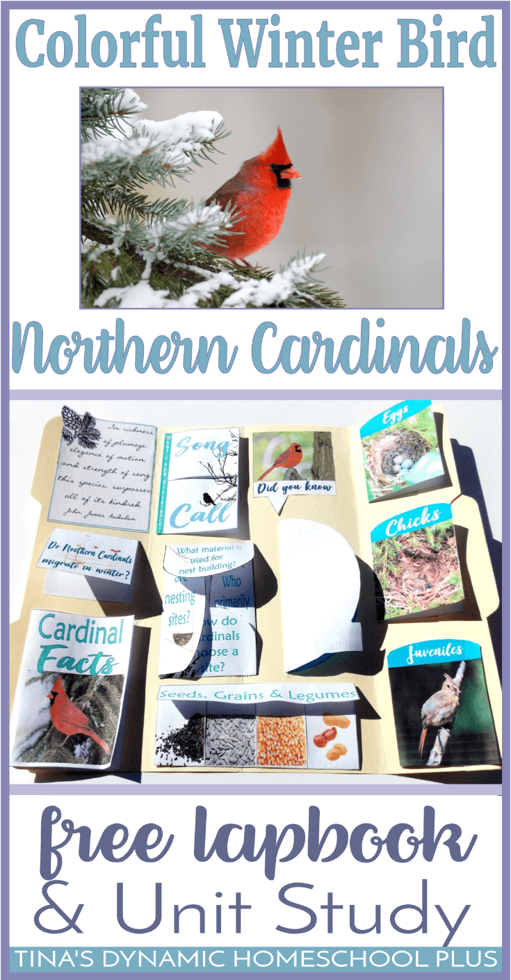 The Northern Cardinal bird is such a beautiful and bright bird during winter and because it doesn't migrate, it's a great bird to study really anytime. Click here to grab this free Northern Cardinal Bird Lapbook and Unit Study!