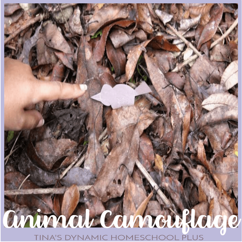 We've been learning so much about how animals adapt to colder temperatures. But if you don’t spot any animals, this easy activity works too in your backyard. Click here for a fun nature activity on animal camouflage.