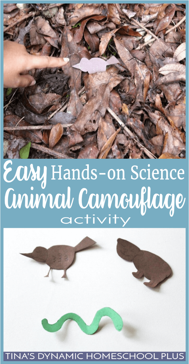 We've been learning so much about how animals adapt to colder temperatures. But if you don’t spot any animals, this easy activity works too in your backyard. Click here for a fun nature activity on animal camouflage.