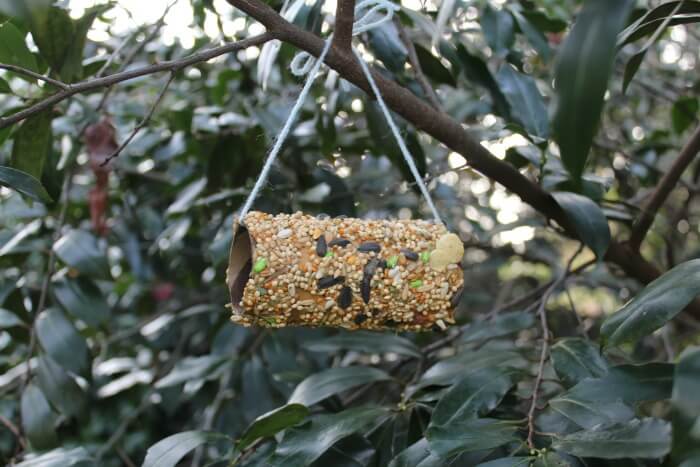 Easy Hanging Birdseed Feeder for Kids to Make