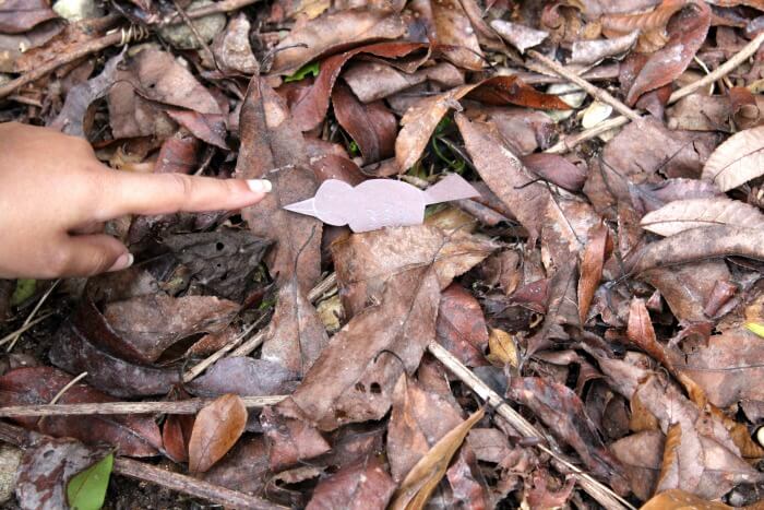 Looking for Camouflaged Animals Nature Activity