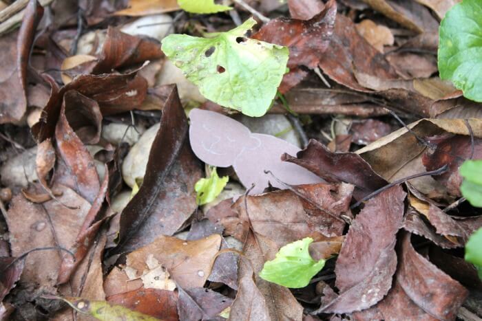 Spotting Camouflaged Animals Outdoor Activity