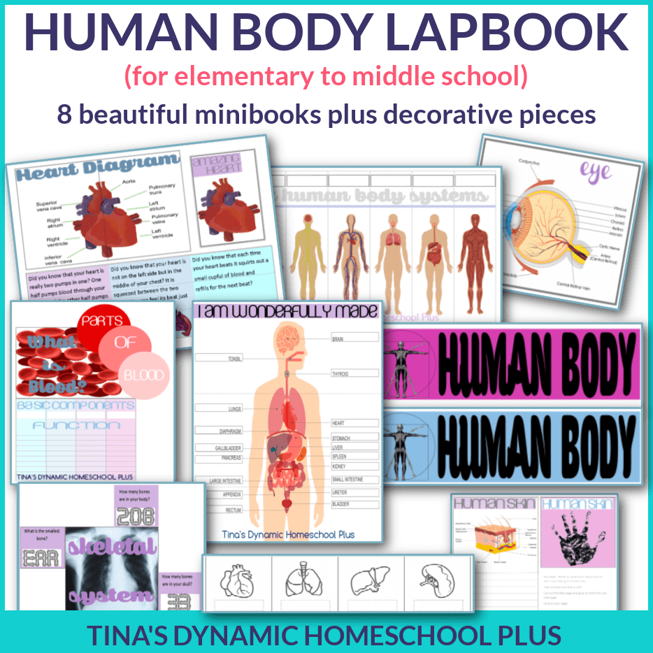 Beautiful Human Body Lapbook and Fun Unit Study