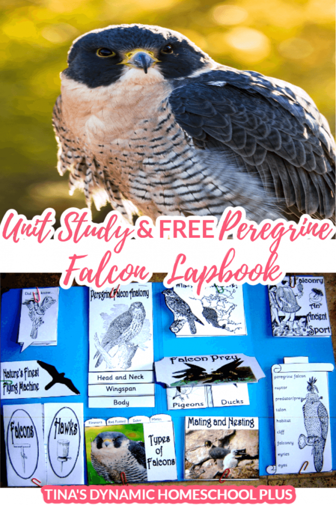 Studying about raptors or Peregrine Falcons? Your kids will love this fun peregrine falcon homeschool unit study and lapbook. Grab this lapbook for diddly squat. Click here! #homeschoolunitstudy #peregrinefalcon #sciencelapbook #handsonlearning